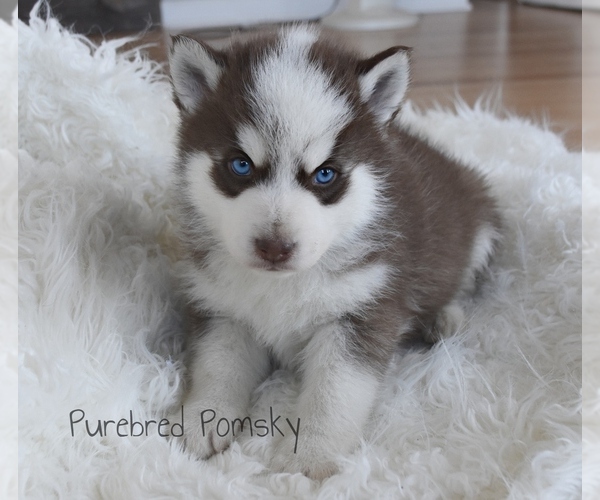 Medium Photo #4 Pomsky Puppy For Sale in KANSAS CITY, MO, USA