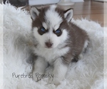Small #3 Pomsky
