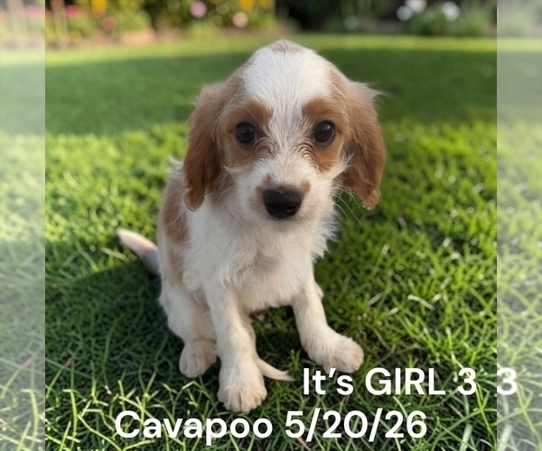 Medium Photo #5 Cavapoo (Miniature) Puppy For Sale in MONTPELIER, OH, USA