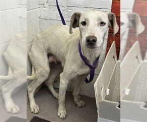 Labrador Retriever-Miniature Pinscher Mix Dogs for adoption in San Bernardino, CA, USA