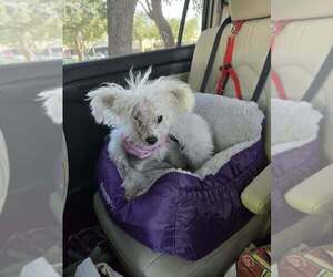 Dolly - Female Maltese-Unknown Mix Dog for Adoption - Photo #2