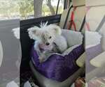 Small Photo #2 Maltese-Unknown Mix Puppy For Sale in Plantation, FL, USA