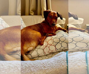 Bagle Hound Dogs for adoption in Brookville, OH, USA