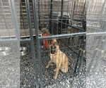 Small Photo #9 Belgian Malinois Puppy For Sale in VIOLET, LA, USA