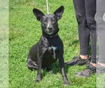 Small #2 Border Collie Mix