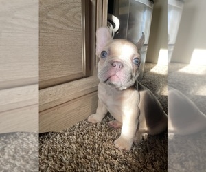 French Bulldog Puppy for Sale in WESTMINSTER, California USA