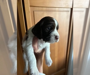 Medium English Springer Spaniel