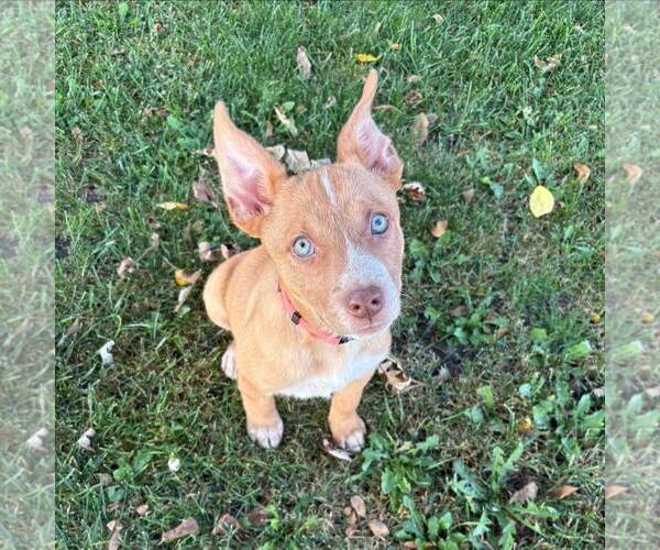 Medium Photo #1 Black Mouth Cur-Boxer Mix Puppy For Sale in Sheboygan, WI, USA