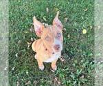 Small Black Mouth Cur-Boxer Mix
