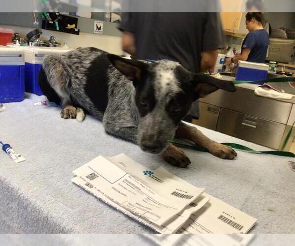 Medium Photo #1 Mutt Puppy For Sale in Riverside, CA, USA