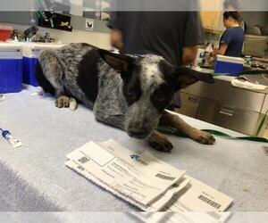 Mutt Dogs for adoption in Riverside, CA, USA