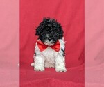 Small Photo #2 Poochon Puppy For Sale in LINCOLN UNIV, PA, USA
