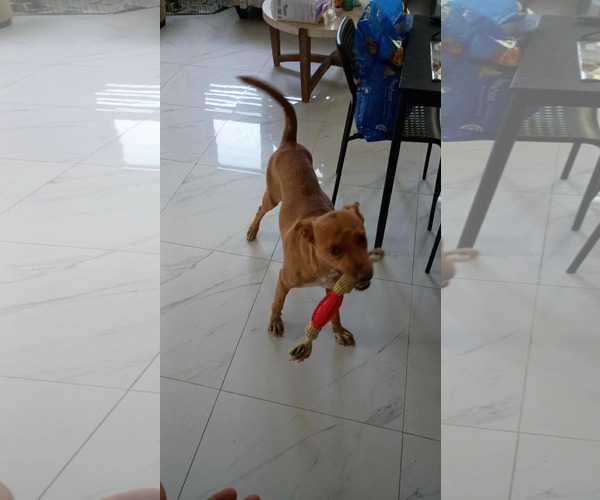 Medium Photo #2 Retriever -Unknown Mix Puppy For Sale in Virginia Beach, VA, USA