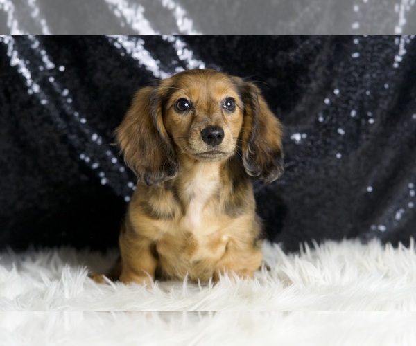 Medium Photo #7 Dachshund Puppy For Sale in WARSAW, IN, USA
