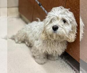 Cocker Spaniel-Unknown Mix Dogs for adoption in Rancho Cucamonga, CA, USA