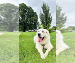 Small #2 Great Pyrenees