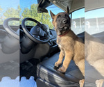 Small #3 Belgian Malinois