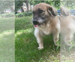 Small #3 Golden Retriever Mix