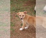 Small Photo #7 Australian Shepherd-Unknown Mix Puppy For Sale in McDonough, GA, USA