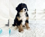 Small #2 Miniature Bernedoodle