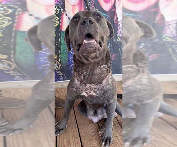 Medium Photo #2 Mutt Puppy For Sale in New York, NY, USA