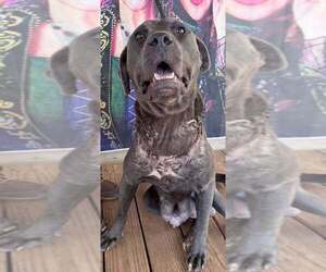 Portia (GA) - Female Mutt Dog for Adoption - Photo #2