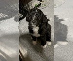 Small Photo #2 Bernedoodle Puppy For Sale in CANTON, MI, USA