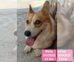Small #3 Pembroke Welsh Corgi