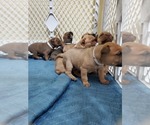 Small Photo #6 Phu Quoc (Vietnam Island) Ridgeback Puppy For Sale in HELOTES, TX, USA