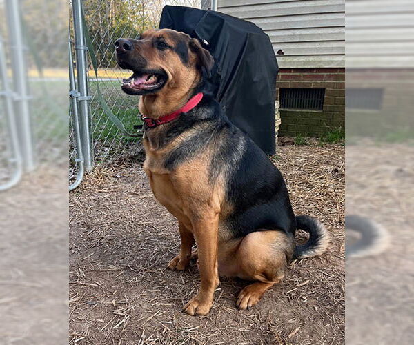 Medium Photo #3 Mutt Puppy For Sale in Lake Wylie, SC, USA