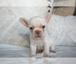 Puppy Paris French Bulldog