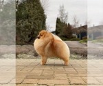 Small #6 Pomeranian