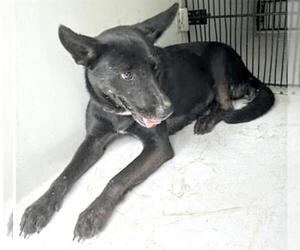 Huskies -Labrador Retriever Mix Dogs for adoption in Houston, TX, USA