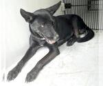 Small Huskies -Labrador Retriever Mix