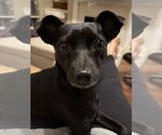 Small #4 Jack Russell Terrier