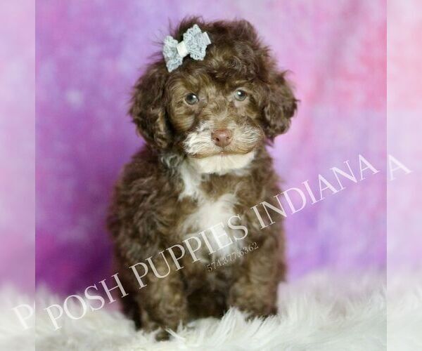Medium Photo #7 Poodle (Toy) Puppy For Sale in WARSAW, IN, USA