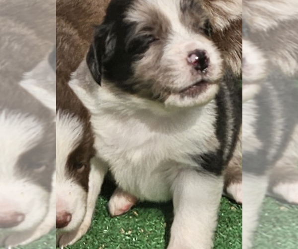 Medium Photo #3 Australian Shepherd Puppy For Sale in NELSON, VA, USA