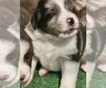 Small #2 Australian Shepherd