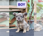 Small #12 French Bulldog