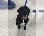 Small #2 American Staffordshire Terrier Mix