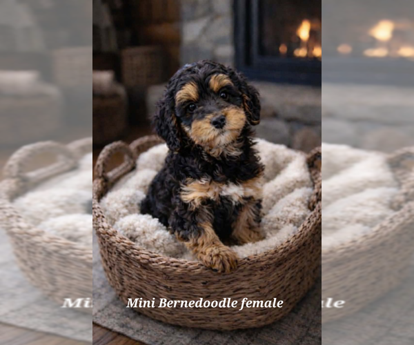 Medium Photo #1 Bernedoodle-Poodle (Miniature) Mix Puppy For Sale in MILLVILLE, MN, USA