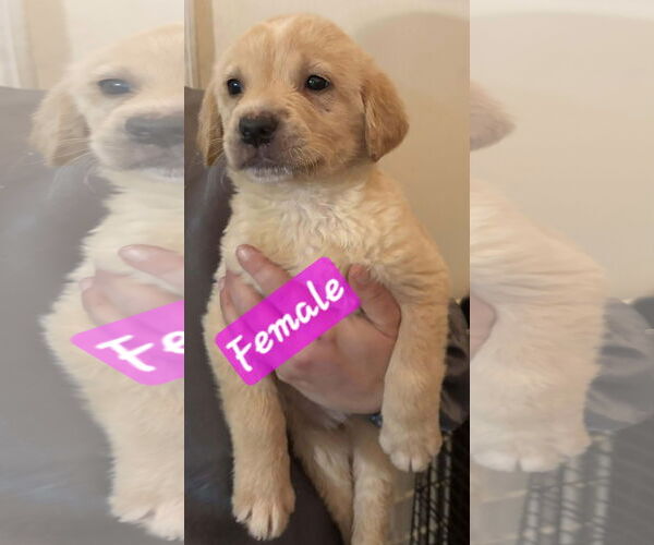 Medium Photo #4 Golden Retriever-Unknown Mix Puppy For Sale in Brooksville, FL, USA