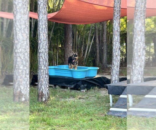 Medium Photo #6 German Shepherd Dog Puppy For Sale in West Palm Beach, FL, USA