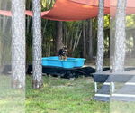 Small #5 German Shepherd Dog