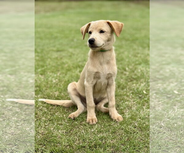 Medium Photo #3 Retriever -Unknown Mix Puppy For Sale in PIPE CREEK, TX, USA
