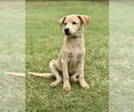 Small #2 Retriever  Mix