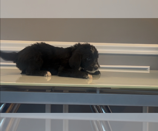 Medium Photo #15 Bernedoodle-Labradoodle Mix Puppy For Sale in MILFORD, NJ, USA