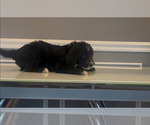 Small Photo #15 Bernedoodle-Labradoodle Mix Puppy For Sale in MILFORD, NJ, USA