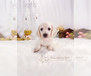Dachshund Puppy for sale in ASTORIA, NY, USA