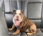 Image preview for Ad Listing. Nickname: Tootsie